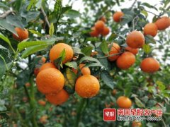 广西长相化妆品牌排行榜(广西化妆品品牌有哪些)